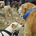 Barking Mad Tweetup at Ambleside Park in West Vancouver